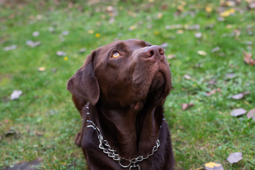 autistische Tiere
